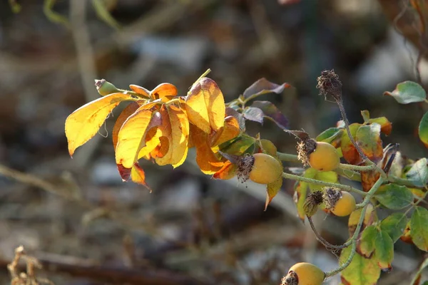 Rose Des Hanches Sur Fond Flou Dans Parc Urbain Israël — Photo