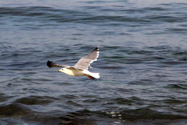 Akdeniz kıyısındaki martı Kuzey İsrail 'de 