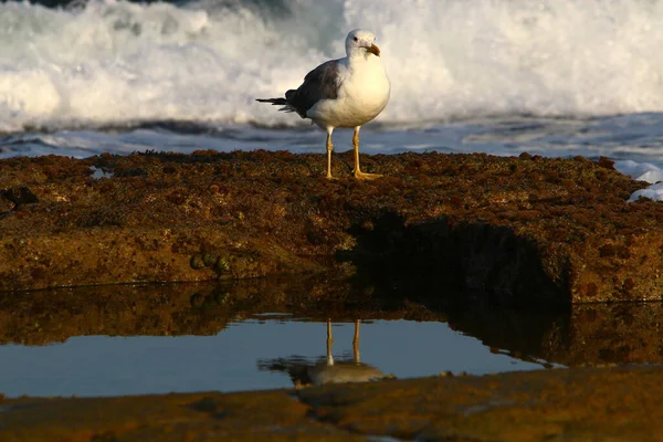 Gabbiano Sulle Rive Del Mar Mediterraneo Nel Nord Israele — Foto Stock