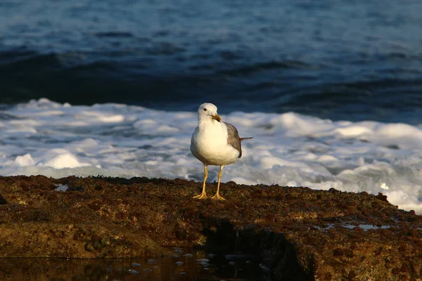 Meeuw Aan Kusten Van Middellandse Zee Het Noorden Van Israël — Stockfoto