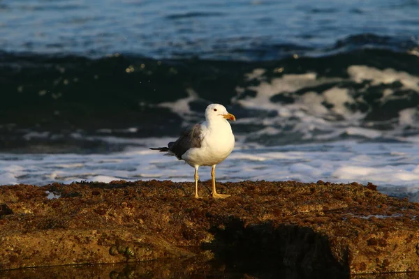 以色列北部地中海沿岸的海鸥 — 图库照片