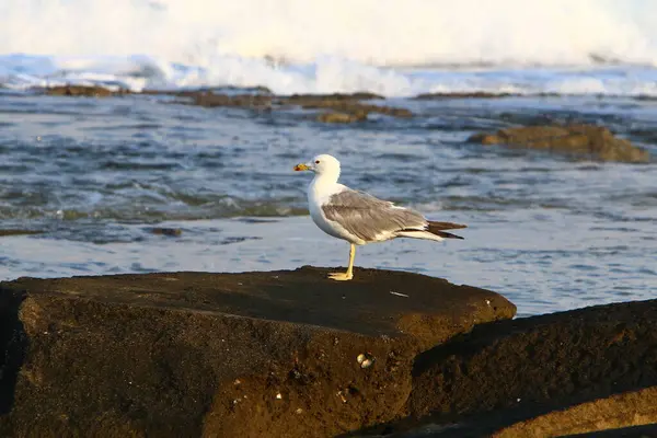 Gaviota Las Orillas Del Mar Mediterráneo Norte Israel —  Fotos de Stock