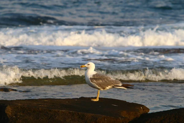 Seagull Shores Mediterranean Sea Northern Israel — Stock Photo, Image