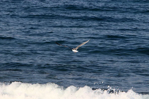 Mouette Sur Les Rives Mer Méditerranée Dans Nord Israël — Photo