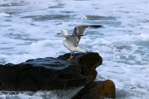 Mouette Sur Les Rives Mer Méditerranée Dans Nord Israël — Photo