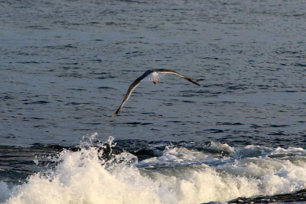 Gaviota Las Orillas Del Mar Mediterráneo Norte Israel —  Fotos de Stock