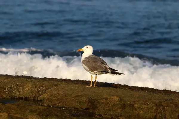 Gaviota Las Orillas Del Mar Mediterráneo Norte Israel — Foto de Stock