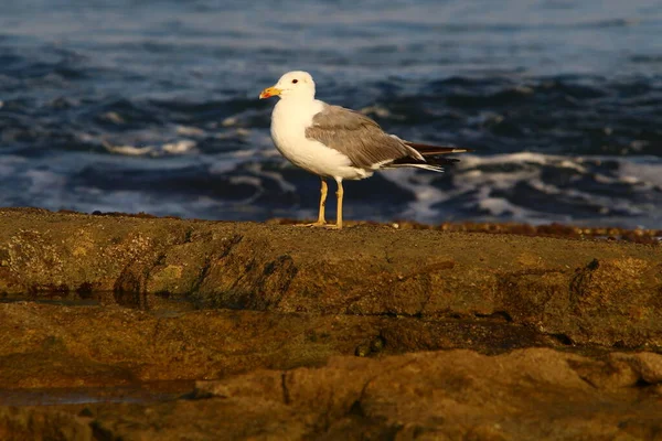 Gaviota Las Orillas Del Mar Mediterráneo Norte Israel — Foto de Stock