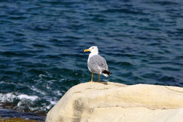 Seagull Shores Mediterranean Sea Northern Israel — Stock Photo, Image