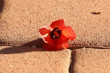 Kuzey İsrail 'deki bir şehir parkında düşen sonbahar yaprakları. İsrail 'de kurak sonbahar. 