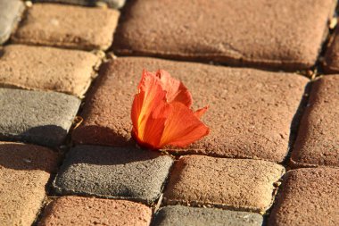 Kuzey İsrail 'deki bir şehir parkında düşen sonbahar yaprakları. İsrail 'de kurak sonbahar. 