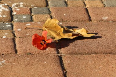 Kuzey İsrail 'deki bir şehir parkında düşen sonbahar yaprakları. İsrail 'de kurak sonbahar. 