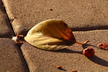 Kuzey İsrail 'deki bir şehir parkında düşen sonbahar yaprakları. İsrail 'de kurak sonbahar. 