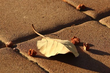 Kuzey İsrail 'deki bir şehir parkında düşen sonbahar yaprakları. İsrail 'de kurak sonbahar. 