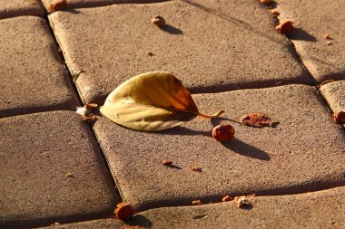 Kuzey İsrail 'deki bir şehir parkında düşen sonbahar yaprakları. İsrail 'de kurak sonbahar. 