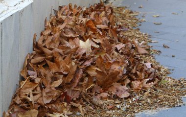 Kuzey İsrail 'deki bir şehir parkında düşen sonbahar yaprakları. İsrail 'de kurak sonbahar. 