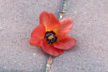 Kuzey İsrail 'deki bir şehir parkında düşen sonbahar yaprakları. İsrail 'de kurak sonbahar. 