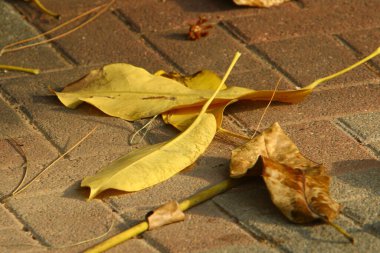 Kuzey İsrail 'deki bir şehir parkında düşen sonbahar yaprakları. İsrail 'de kurak sonbahar. 