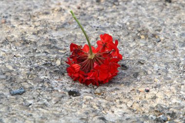 Kuzey İsrail 'deki bir şehir parkında düşen sonbahar yaprakları. İsrail 'de kurak sonbahar. 