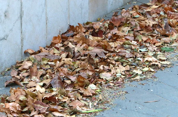Kuzey İsrail 'deki bir şehir parkında düşen sonbahar yaprakları. İsrail 'de kurak sonbahar. 