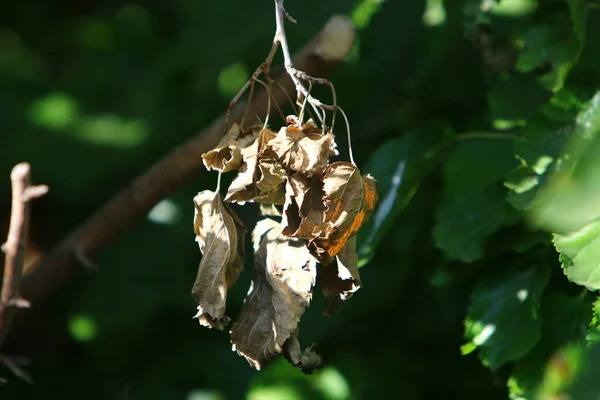 Umgestürzte Herbstblätter Einem Stadtpark Norden Israels Trockener Herbst Israel — Stockfoto