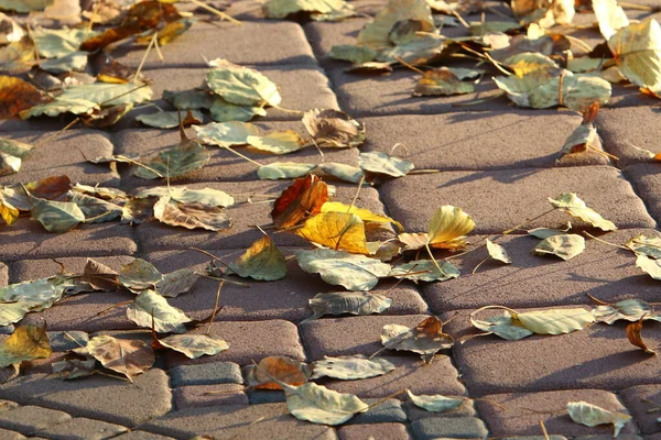 Gevallen Herfstbladeren Een Stadspark Het Noorden Van Israël Droge Herfst — Stockfoto