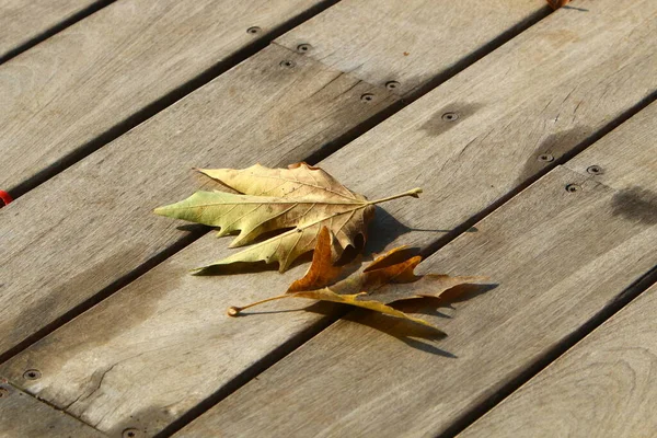 Fallen Autumn Leaves City Park Northern Israel Dry Autumn Israel — Stock Photo, Image