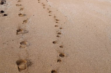 İsrail devletinin kuzeyindeki Akdeniz 'de kumdaki ayak izleri. İsrail 'de sıcak sonbahar. 