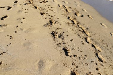 İsrail devletinin kuzeyindeki Akdeniz 'de kumdaki ayak izleri. İsrail 'de sıcak sonbahar. 