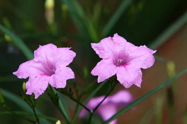 Осінні Квіти Міському Парку Ізраїлі Суха Жарка Осінь Ізраїлі — стокове фото