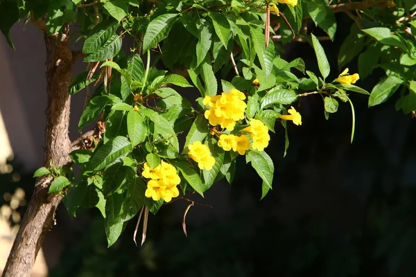 Fiori Autunno Parco Cittadino Israele Autunno Secco Caldo Israele — Foto Stock