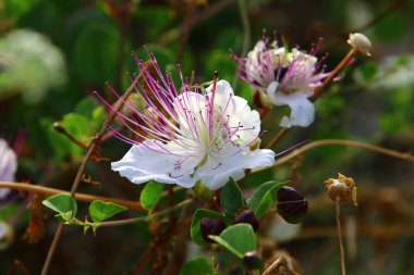 İsrail 'de bir şehir parkında sonbahar çiçekleri. İsrail 'de kurak ve sıcak sonbahar 