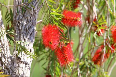 İsrail 'de bir şehir parkında sonbahar çiçekleri. İsrail 'de kurak ve sıcak sonbahar 