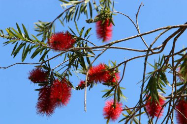 İsrail 'de bir şehir parkında sonbahar çiçekleri. İsrail 'de kurak ve sıcak sonbahar 
