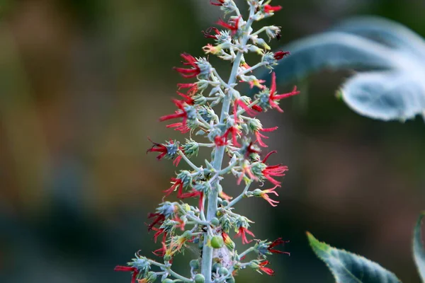 Fiori Autunno Parco Cittadino Israele Autunno Secco Caldo Israele — Foto Stock