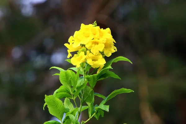 Fiori Autunno Parco Cittadino Israele Autunno Secco Caldo Israele — Foto Stock