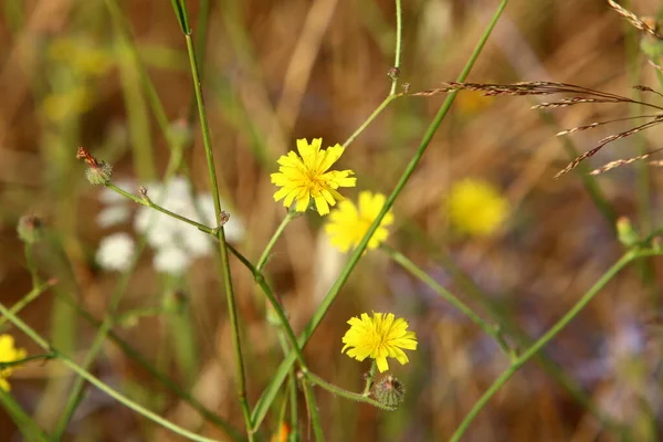 Herbstblumen Einem Stadtpark Israel Trockener Und Heißer Herbst Israel — Stockfoto