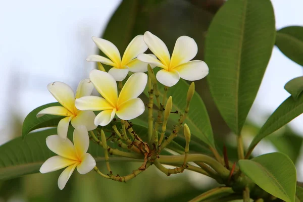 イスラエルの都市公園で秋の花 イスラエルの乾燥した暑い秋 — ストック写真