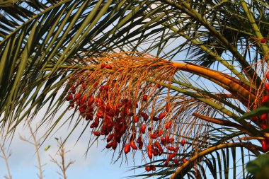 İsrail 'in kuzeyindeki bir şehir bahçesinde, olgun hurma ağaçları yetiştirilmişti. 