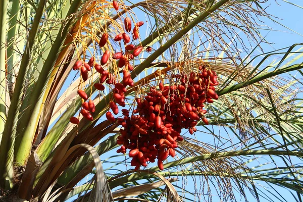 Una Rica Cosecha Dátiles Maduros Una Palmera Jardín Ciudad Norte — Foto de Stock