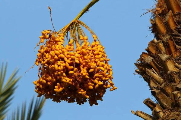 a rich harvest of ripe dates on a palm tree in a city garden in northern Israel