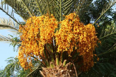 İsrail 'in kuzeyindeki bir şehir bahçesinde, olgun hurma ağaçları yetiştirilmişti. 