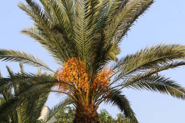 İsrail 'in kuzeyindeki bir şehir bahçesinde, olgun hurma ağaçları yetiştirilmişti. 