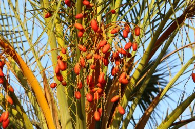 İsrail 'in kuzeyindeki bir şehir bahçesinde, olgun hurma ağaçları yetiştirilmişti. 
