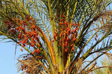 İsrail 'in kuzeyindeki bir şehir bahçesinde, olgun hurma ağaçları yetiştirilmişti. 