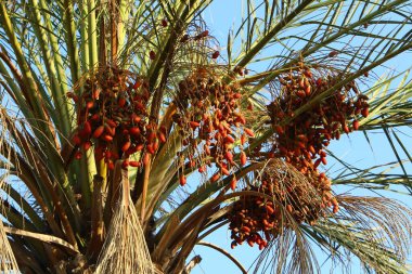 İsrail 'in kuzeyindeki bir şehir bahçesinde, olgun hurma ağaçları yetiştirilmişti. 