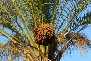 İsrail 'in kuzeyindeki bir şehir bahçesinde, olgun hurma ağaçları yetiştirilmişti. 