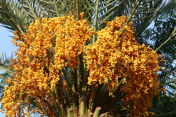 a rich harvest of ripe dates on a palm tree in a city garden in northern Israel