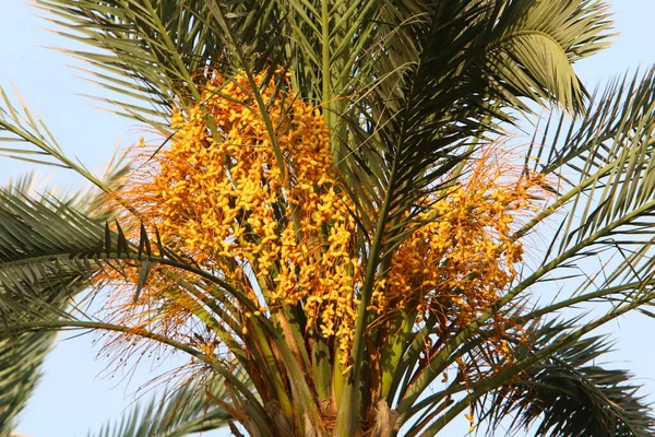 Una Rica Cosecha Dátiles Maduros Una Palmera Jardín Ciudad Norte — Foto de Stock