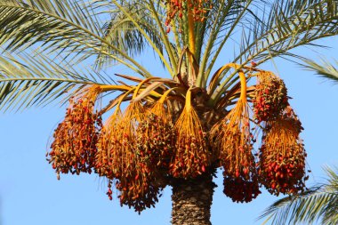 İsrail 'in kuzeyindeki bir şehir bahçesinde, olgun hurma ağaçları yetiştirilmişti. 